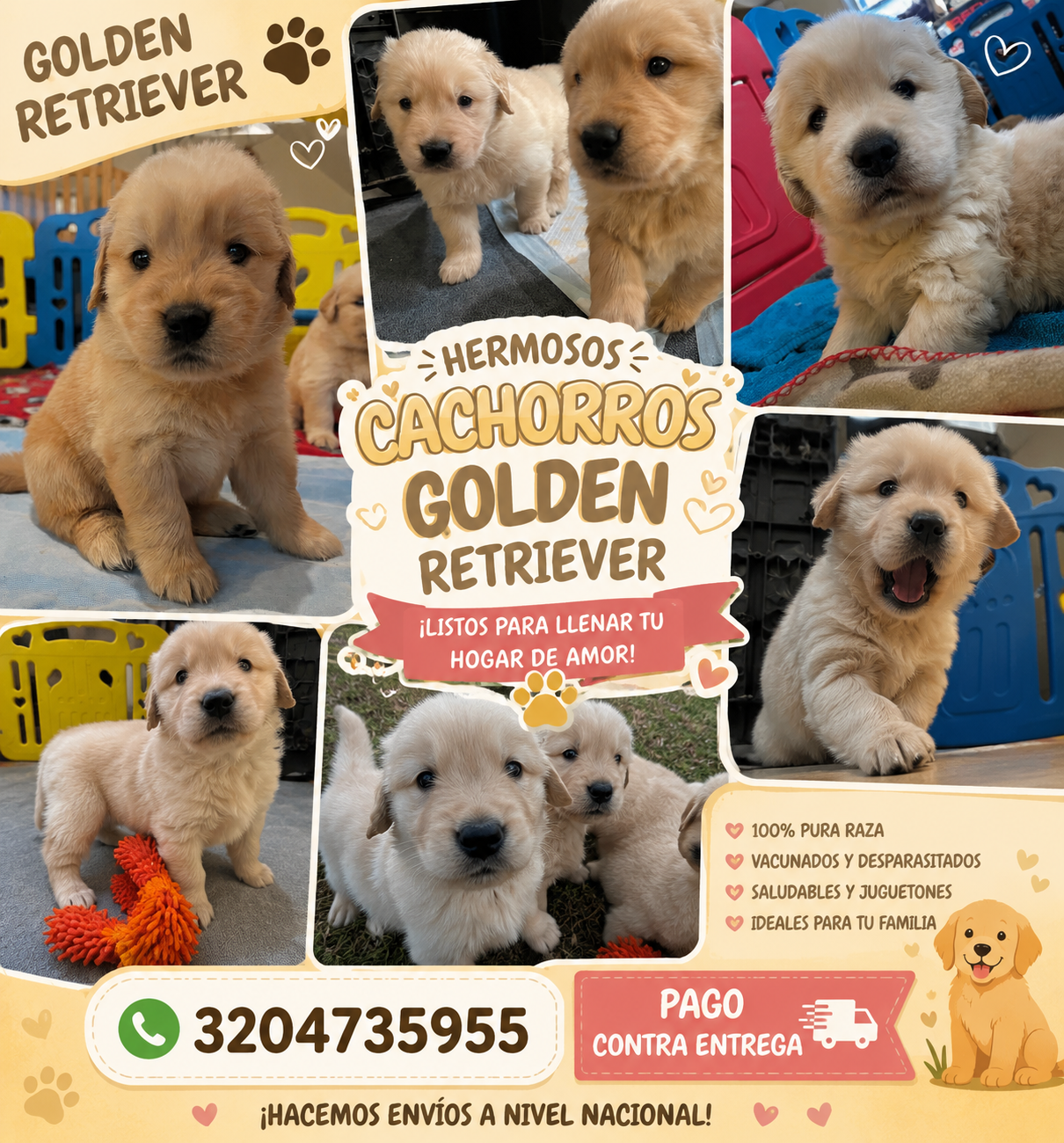 Golden Retriever